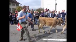 Alpabfahrt Kerns 2015 Filme [upl. by Arved]