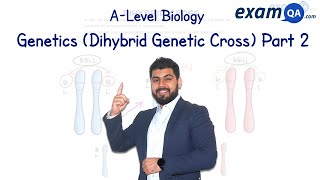 Genetics Dihybrid Cross Part 2  ALevel Biology [upl. by Irovi]