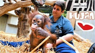 BABY OrangUtan HUJAN klettert im ZOO KREFELD  zoosmedia [upl. by Abehs433]