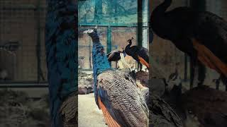 Peacock nationalbirds ytshorts ytshortsindia animals bird 4kvideo wildlife Peacock [upl. by Therron976]