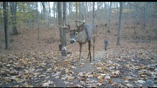 110124 Grunt Fest whitetailbucks rut buckwild buckfever [upl. by Polly679]