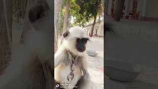 Monkey dance 🤣🤣🤣comedy monkey shortvideo dance monkey danceyoutubeshorts [upl. by Idnas]