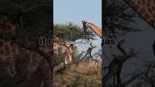 How Acacia Trees in Africa Protect Themselves from Hungry Animals  factastic [upl. by Kyte]