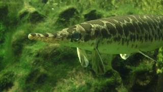 Spotted Gar Lepisosteus oculatus  Gefleckter Knochenhecht [upl. by Vladamir364]