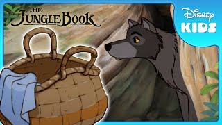 🐺 Mowgli Joins the Wolf Pack  Jungle Book  Disney Kids [upl. by Sicnarf]