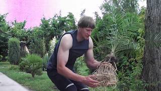 Phoenix canariensis przycinanie korzeniPruning roots [upl. by Ahsiruam174]