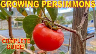 The BEST GUIDE To GROWING PERSIMMON TREES On The Internet [upl. by Lechar]