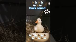 Duck sound original ducksound ducksounds duck viralvideo shorts 100 2024 viralduck duet [upl. by Ilojna]