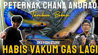 LAMA VAKUM SKS FISH STORE COMBACK LAGI GUYS  KITA COLONG BURAYAK ANDRAO NYA HAHA [upl. by Giliana]