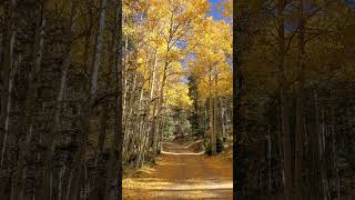 Aspens northern NM ♥️ 🙏 [upl. by Joceline]