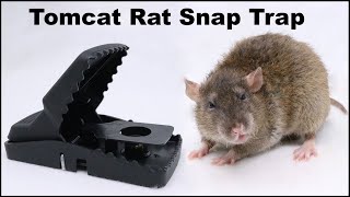 The Tomcat Rat Snap Trap amp A Bobcat Mousetrap Monday [upl. by Ynaffad]