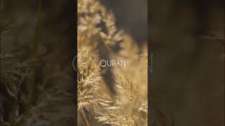 Quran Urdu translation big size grandpa Para2 quran urdu translation islam [upl. by Critta]