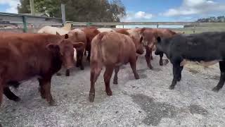 Aylett Steer Yearlings nm [upl. by Ahsiad282]