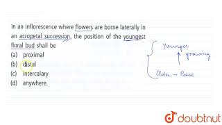 In an inflorescence where flowers are borne laterally in an acropetal successionthe position of [upl. by Stephannie]