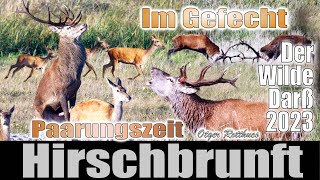 Hirschbrunft 2023 red deer rut FischlandDarßZingstOstseePramortPrerow [upl. by Ramedlaw]