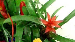 Guzmania mix [upl. by Geffner]