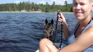 Horse swimming at lake in Finland Racehorse Illulissat [upl. by Hasen]