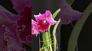 Rhyncholaeliocattleya River Kwai Pink cattleya orchid anggrek [upl. by Oloap]