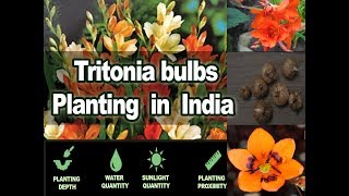 winter flower bulbs Tritonia South African Flower Bulbs Tritonia how to grow in India climate [upl. by Rosalinda]