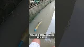 ANG LALIM NG BAHA shorts fishing fish farming dailyvlog animals [upl. by Anitsugua]