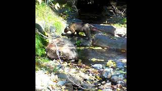 Lone Coati and Coati Troop [upl. by Elgna206]