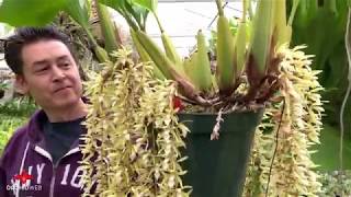 OrchidWeb  Coelogyne rochussenii [upl. by Ecnerual]