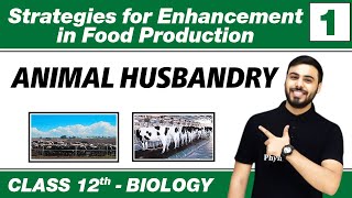 Strategies for Enhancement in Food Production 01 Animal Husbandry  Class 12 NCERT [upl. by Nalat]