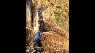 Martial Eagle tears into Helmeted Guineafowl wildlife birds kill wildlife martialeagle africa [upl. by Bremble]