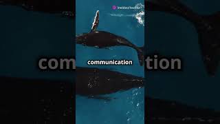 Whale Web The Ocean’s Secret Communication Network [upl. by Barbe]