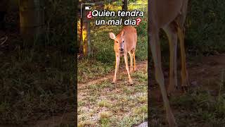 Un Venado Comiendo Serpientes shorts animals ciencia vanados cerpientes [upl. by Grobe]