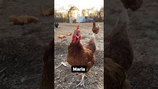 Maria come get your chicken chicken gallo farmjokester [upl. by Kapor819]