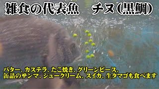 雑食性のチヌ（黒鯛）は、驚くほど意外なものを食べます。クロダイ珍物捕食連続映像。和歌山釣太郎海水魚飼育実験。 [upl. by Yclehc794]