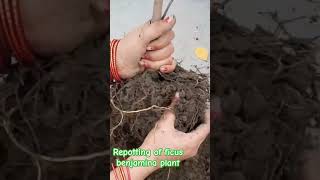 ficus Benjamina plant repottinggardeningytshorts [upl. by Reeba]