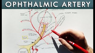 Ophthalmic artery and its branches  Anatomy tutorial [upl. by Yalc670]