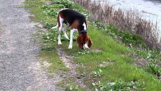 Treeing Walker Coonhound [upl. by Datnow215]