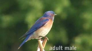 Western Bluebird [upl. by Suravart]