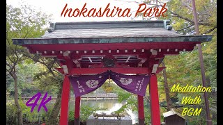 Inokashira Park 40 Min Meditation Walk with Nature Sounds and BGM [upl. by Michella]