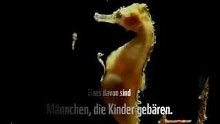 Wunder der Meere – Seepferdchen [upl. by Ecinehs]