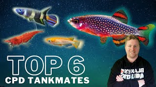 Top 6 Tankmates for Celestial Pearl Danios  Galaxy Rasboras [upl. by Meta]