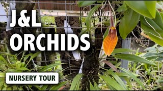 JampL Orchids Nursery Tour  Dracula Masdevallia Pleurothallis amp Miniature Orchids in Bloom [upl. by Sedrul]