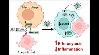 PLGA from PolySciTech used in development of nanoparticles for treatment of atherosclerosis [upl. by Nidraj]