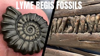 Fossil Hunting Finds Lyme Regis Dorset UK fossilhuntingcrinoidfossil [upl. by Adnaval893]