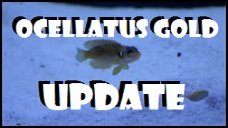 Lamprologus Ocellatus Gold Shell Dweller Update [upl. by Acirred]