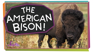 Meet the American Bison [upl. by Rimidalv]