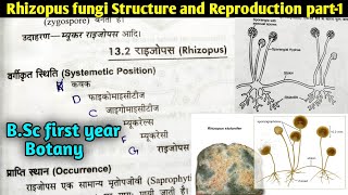 Rhizopus fungi Structure and Reproduction part1  BSc first year botany 1st semester [upl. by Notserp]