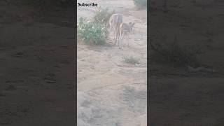 Donkeys Fighting During meeting animals pets gadha Donkey shorthviralDonkeyfarm [upl. by Deirdra]