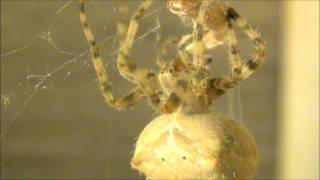 Catfaced Orb Weaver Spider  Meal Preparation [upl. by Attezi]