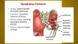 LOWER LIMB MUSCLES PART2  GLUTEAL amp SOLE MUSCLES  MEDICAL LECTURE [upl. by Drye]