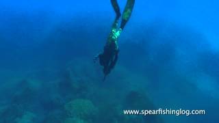 Spearfishing Shi drum Umbrina cirrosa in my favorite hole [upl. by Zenia]