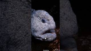 Wolf eels is an extremely peculiar species of fish [upl. by Acisse]